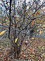 Medlar tree in late autumn with ripe fruits (Switzerland, ETH Zurich)
