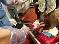 Assisted delivery: miniature horse dystocia. Note the position of the head.