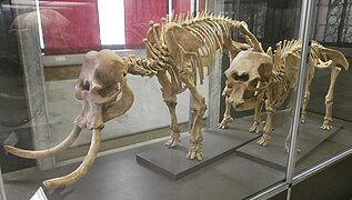 Pygmy elephant skeletons