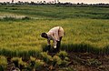 Image 28Rice farming in Rolako (from Sierra Leone)
