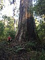 The Hawke Tree has the largest diameter for a karri