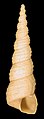 Turritella communis, many-whorled shell of tower snail