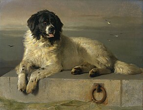 A Distinguished Member of the Humane Society, exhibited 1838