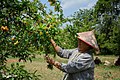 A woman harvesting seasonal fruit in a garden (May 2020)