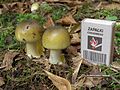 Image 42Young Amanita phalloides "death cap" mushrooms, with a matchbox for size comparison (from Mushroom)