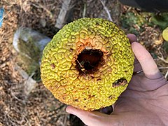 Fruit burrowed into by seed eating animal