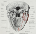 The origin of the mylohyoid muscle, inferior view.
