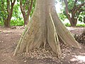 Kleinere Brettwurzeln des Kapokbaums