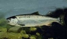 The parr lose their camouflage bars and become smolt as they become ready for the transition to the ocean.