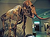 Mammoth skeleton with curved tusks