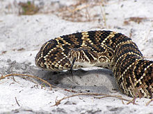 The highly venomous eastern diamondback rattlesnake is the largest rattlesnake species in the world.[74] A large, heavy-bodied, and powerful pit viper, it is the leading cause of fatal snakebites in North America.[2][47]