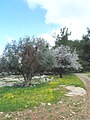 Dayr Aban, Olive and Almond Tree
