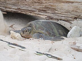Grüne Meeresschildkröte auf der Insel Redang in Malaysia nach der Eiablage