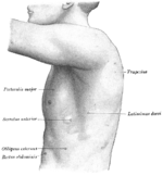 The left side of the thorax.