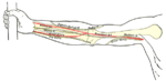 Front of right upper extremity, showing surface markings for bones, arteries, and nerves.