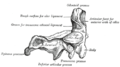Second cervical vertebra, epistropheus, or axis, from the side