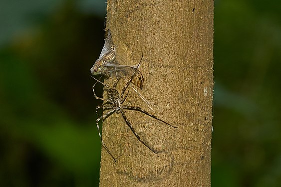 Tree trunk spider (created and nominated by Jkadavoor)