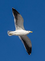 Kelp gull in flight