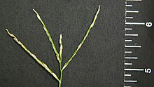 Large crabgrass seedhead 2 - 9 spikelets