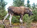 Elk (Moose)