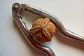 Noix de Grenoble, unusual trilaterally symmetric walnut