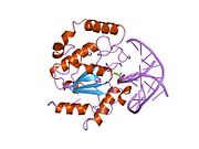2ssp: LEUCINE-272-ALANINE URACIL-DNA GLYCOSYLASE BOUND TO ABASIC SITE-CONTAINING DNA