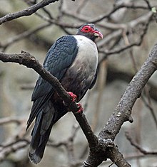 Pigeon having whitish breast, greyish body, and reddish face perching on branch