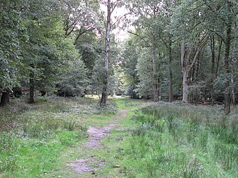 A green forest with a path through the middle