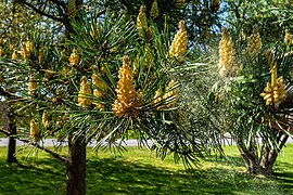 Pine releasing pollen on a windy day in Sweden