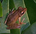 Image 8Common tree frog, Polypedates leucomystax, Rhacophoridae, southern to eastern Asia (from Tree frog)
