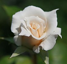 Rosa 'Pascali'