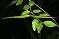 Secamone parvifolia