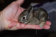 A very young swamp rabbit being held in a person's hand