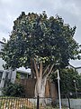 Bodhi tree (Ficus religiosa) on the grounds of the Zen center