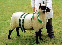 2003 UK Clun Ewe of the Year