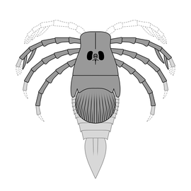 Megarachne was a large freshwater eurypterid from South America that was originally misidentified as a spider