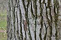Deeply ridged bark