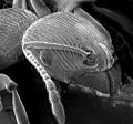 Image 7The head of an ant: Chitin reinforced with sclerotisation (from Arthropod exoskeleton)