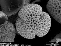 Arabis pollen has three colpi and prominent surface structure.