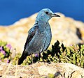 National bird: Blue rock thrush (il‑Merill, since 1971)