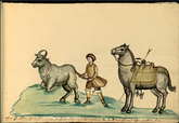 Bull-tailing (coleo) on foot in Baja California Sur (1762). Baja Vaqueros were the original Californio Vaqueros.