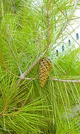 Cone of pinus halepensis in Hebron