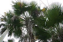 "Copernicia curtissii" at Fairchild Tropical Botanic Garden, Miami, Florida