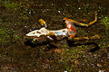 Dead frog with chytridiomycosis (B. dendrobatidis) signs