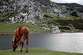 A horse eats grass beside Lake Ercina