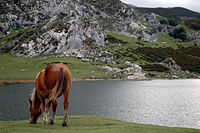 Ercina lake, Covadonga. According to the legend, under its waters a village—or perhaps a city—is hidden.