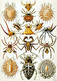 Arachnid (Arachnida)