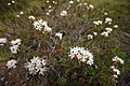 Image 14Many species of evergreen shrub are found in bogs, such as Labrador tea. (from Bog)