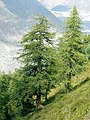 Image 2European larch (Larix decidua), a coniferous tree which is also deciduous (from Tree)