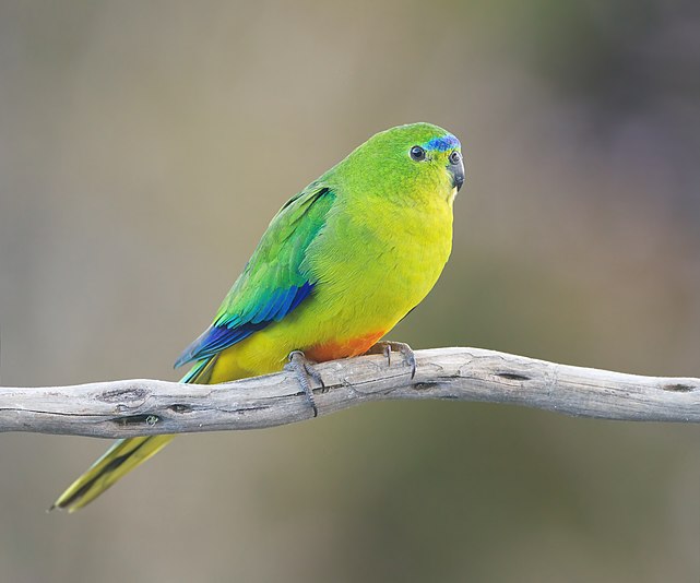 Orange-bellied Parrot female